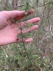 Dillwynia sieberi