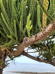Araucaria bidwillii