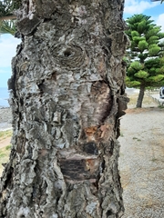 Araucaria bidwillii