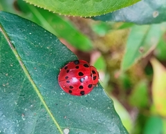 Coccinellinae