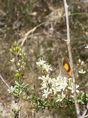 Paralucia pyrodiscus lucida