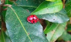 Coccinellinae