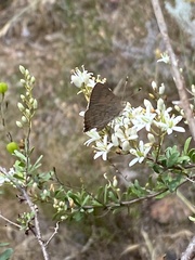 Paralucia pyrodiscus lucida