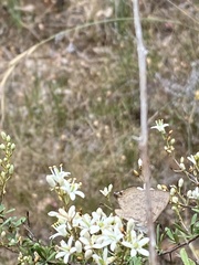 Paralucia pyrodiscus lucida
