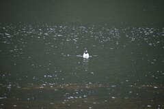 Chroicocephalus serranus