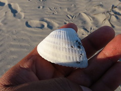 Noetia ponderosa