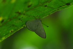 Euselasia cataleuca