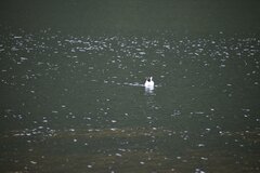 Chroicocephalus serranus