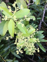 Hippocratea volubilis