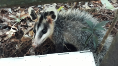 Guianan White-Eared Opossum photo 4