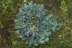 Lichinaceae