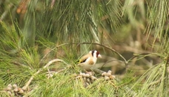 Carduelis