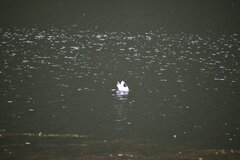 Chroicocephalus serranus