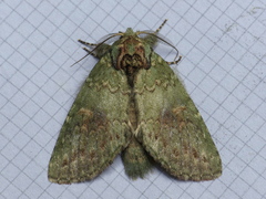 Cecrita biundata