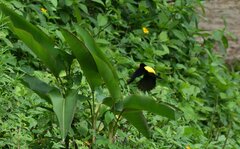 Ramphocelus flammigerus