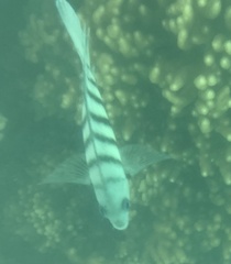 Abudefduf bengalensis
