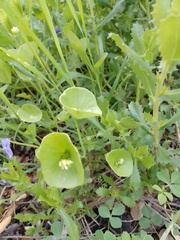 Claytonia