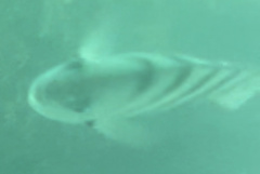 Abudefduf bengalensis