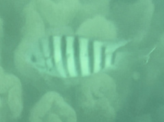 Abudefduf bengalensis
