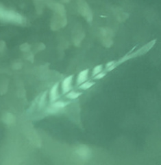Abudefduf bengalensis