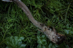 Clavulina castaneipes