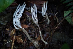 Clavulina castaneipes