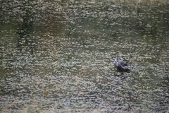 Fulica ardesiaca