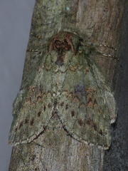 Cecrita biundata
