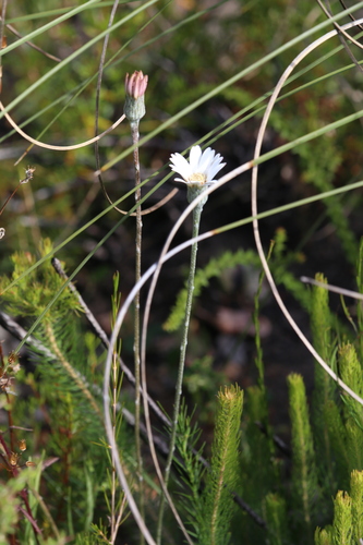Image of Trichocline spathulata by (c) Hugo Innes, some rights reserved (CC BY)