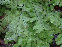 Adiantum aleuticum aleuticum