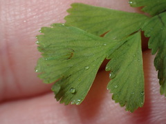 Adiantum aleuticum aleuticum