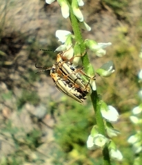 Chauliognathus scriptus