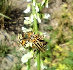 Chauliognathus scriptus