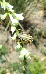 Chauliognathus scriptus