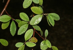 Cotoneaster pannosus