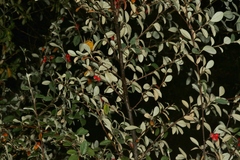 Cotoneaster pannosus