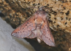 Phyllodesma coturnix