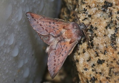 Phyllodesma coturnix