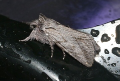 Pleromelloida cinerea