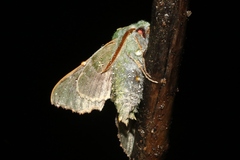 Proserpinus lucidus