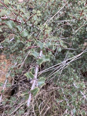 Ceanothus jepsonii
