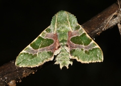 Proserpinus lucidus