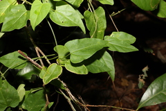 Parsonsia velutina
