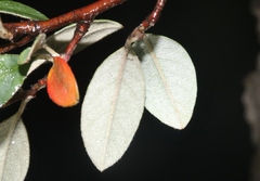 Cotoneaster pannosus