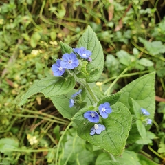 Pentaglottis sempervirens