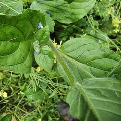 Pentaglottis sempervirens