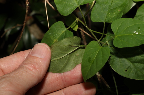 Image of Vincetoxicum paniculatum by (c) Greg Tasney, some rights reserved (CC BY-SA)