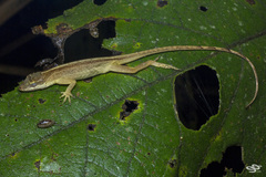 Anolis mariarum