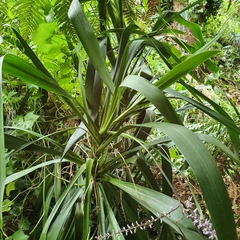 Cordyline stricta