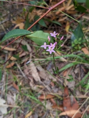 Centaurium tenuiflorum